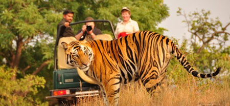 Wildlife Tour Packages