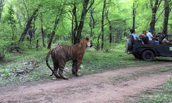 Golden Triangle with Ranthambore Tiger Tour