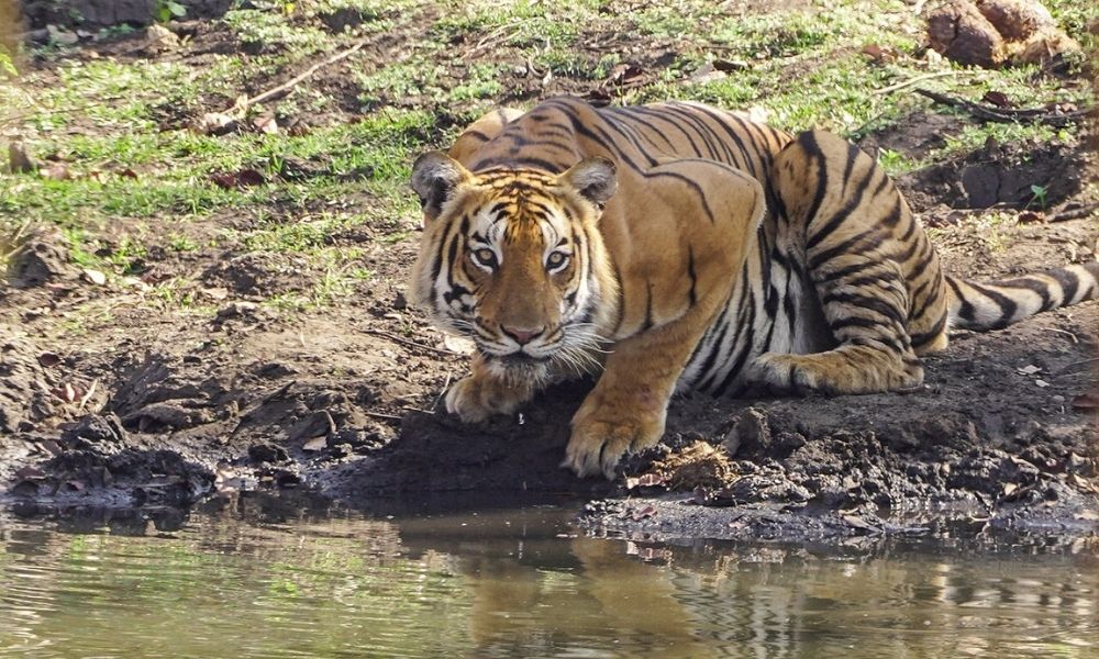 Rajasthan Wildlife Tour