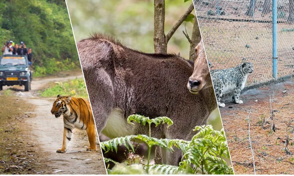 North India Wildlife Tours