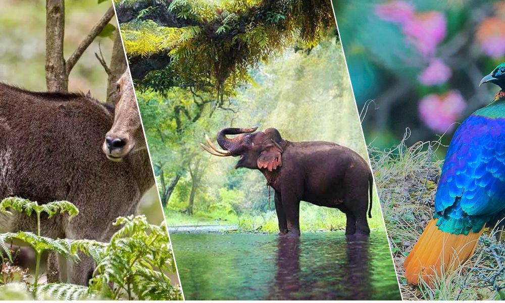 South India Wildlife Tour South India Wildlife Tour