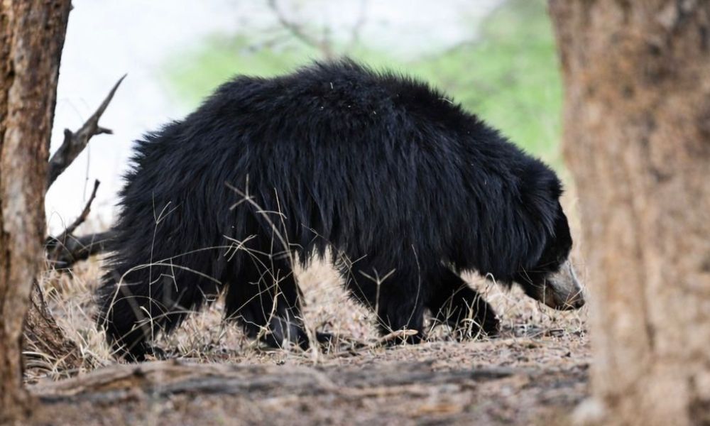 Rajasthan Ranthambore