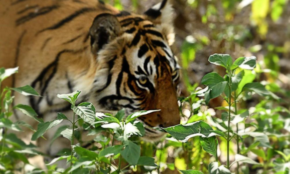 Rajasthan Tiger Tour Package